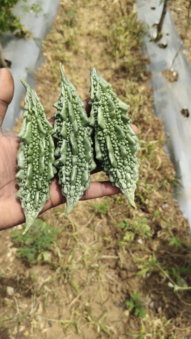 veg