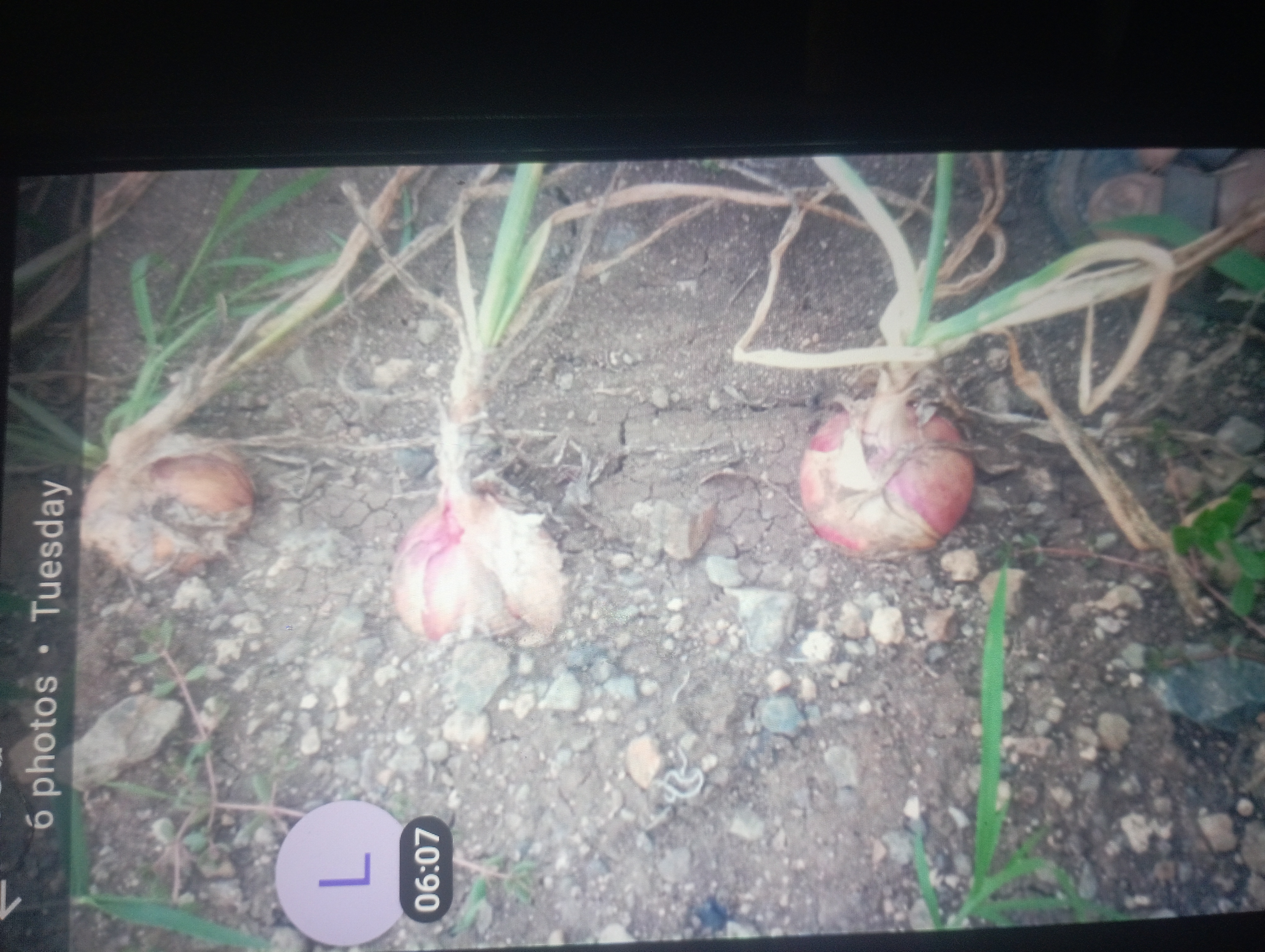 veg
