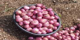 veg