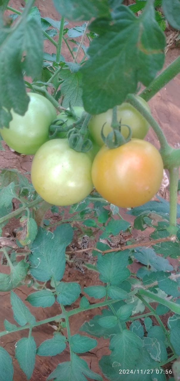 veg